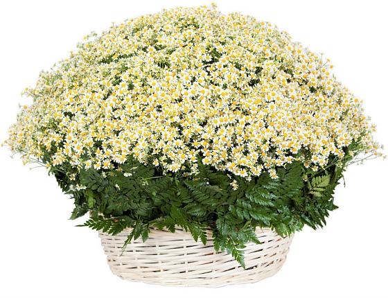 Цветочная композиция из Ромашки в корзине в Игре