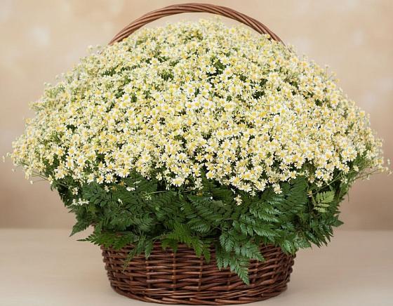 Цветочная композиция из Ромашки в корзине в Игре